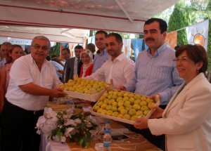 İncir Üreticisi Sezona Umutlu Giriyor