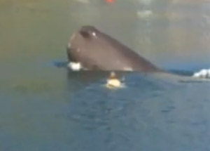 Plajda yürüyen adamı balina yuttu!