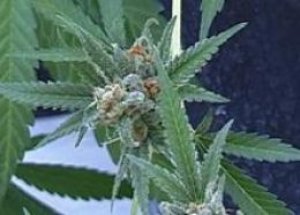 Uyuşturucusunu Polise Getirtti!