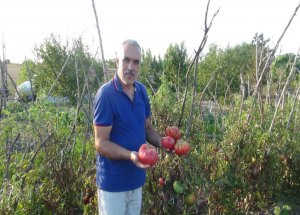 Kiloluk Pembe Domatesler Yetiştirdi