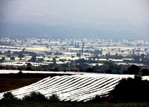 Sultaniye Bağları, Beyaza Büründü