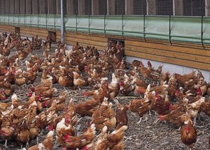 Tavuklarına 24 Saat İlahi Dinletiyor