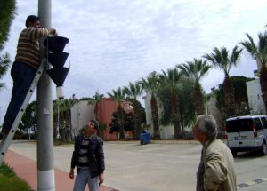 Kırmızı Palmiye Böcekleri Tuzaklarla İzleniyor