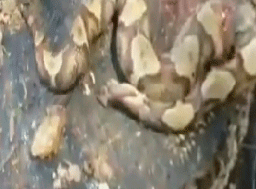 Kafası Koptuktan Sonra Ne Yaptı?