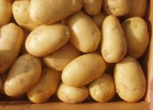 Patates Hırsızlarına Adli Kontrol