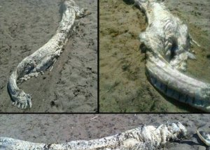 Bilim Dünyasının Aklını Karıştıran Yaratık!