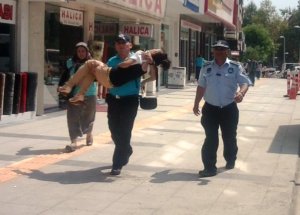 İzmit Zabıtasının Alkışlanacak Davranışı