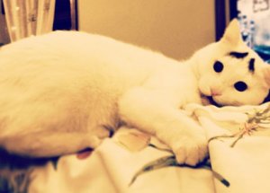 İnternetin Yeni Fenomeni Endişeli Kedi Sam