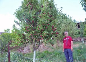 Gümüşhane Elması Küllerinden Doğuyor
