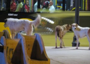 Başı Boş Köpekler Dehşet Saçıyor