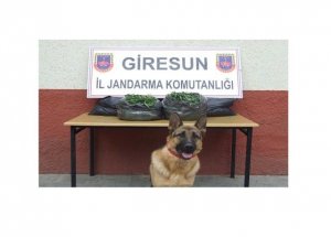 Giresun'da Uyuşturucu Operasyonu