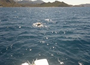 Marmaris’te İkinci Badem Heyecanı