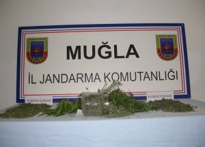 Jandarma’dan Esrar Operasyonu