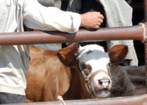 Kurbanlık Fiyatları Ne Kadar? İl İl Kurbanlık Fiyatları
