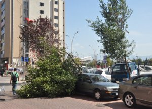İzmit’te Ağaç Devrildi