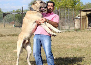 25 Bin Liraya Köpek Aldı
