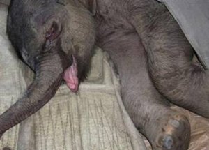 Üzüntüsünden 5 Saat Ağladı