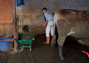 Hayvan Gübresinden Bakın Ne Üretiyor