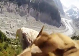 Bir Kartala Kamera Bağlanırsa