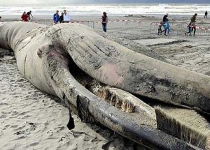 Dev Balina Sahile Vurdu