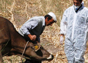 Iğdır’da Kuduz Paniği