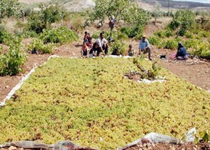 Kilis'te Üzümler Kurutulmaya Başlandı