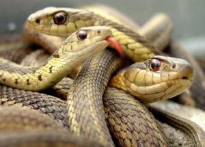 Evden Yüzlerce Yılan Çıktı