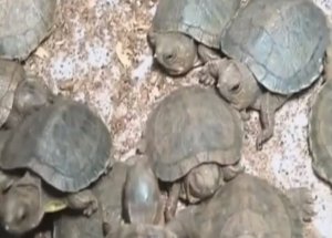 40 Bin Dolarlık Kaplumbağa Çıktı