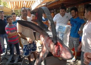Fethiye’de Panter Cinsi Köpek Balığı Yakalandı