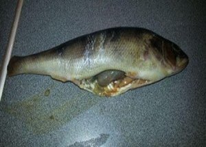 Balığın Karnından Bakın Ne Çıktı?