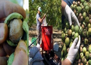 Kaman Cevizi'nde Hasat Dönemi Başladı