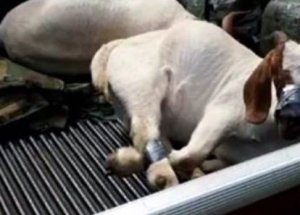 Çaldığı Keçi Bağırmasın Diye Bunu Yaptı