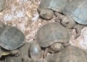 40 Bin Dolarlık Kaplumbağa Çıktı