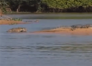 Jaguar Timsahı Öyle Bir Avladı ki