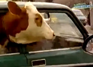 Bir Dana Ferhat Vakası Daha