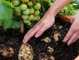 Aynı Dalda Hem Domates Hem Patates