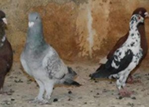 Bu Kuşlar Altından da Değerli