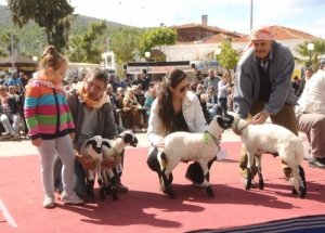 Sakız Koyunları Podyuma Çıktı