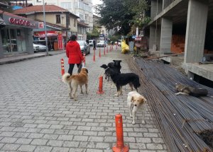 Başıboş Köpekler Tehlike Saçıyor
