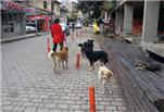 Başıboş Köpekler Tehlike Saçıyor