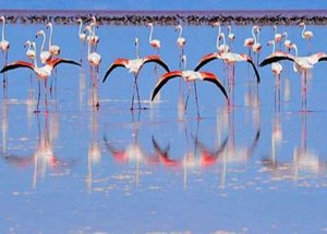 Düden Gölü'nde Flamingo Göçü Başladı