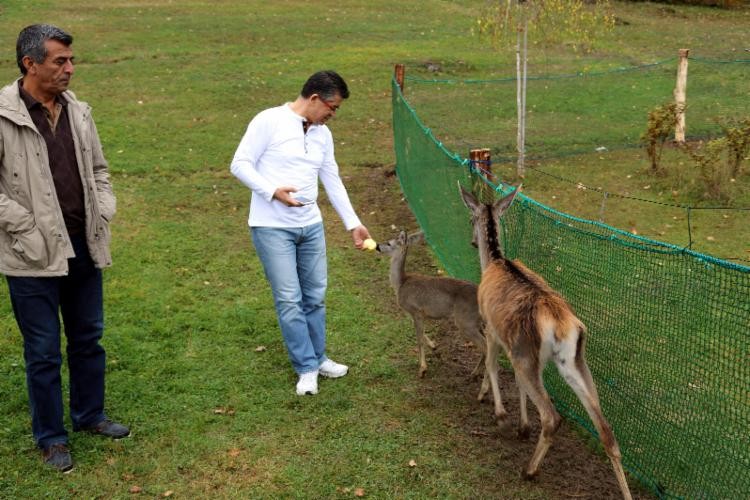 Geyik ve Karacalar Yerleşim Yerlerine İniyor