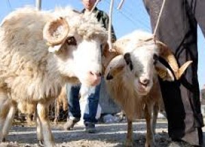 Kurban Seçerken Nelere Dikkat Edilmeli?