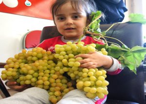 Bağında Üçer Kiloluk Üzüm Yetiştirdi