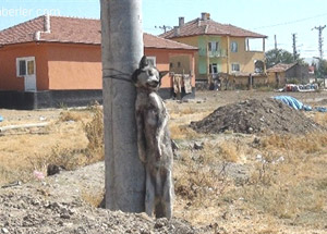 Köye İnen Kurdu Öldürüp Direğe Astılar