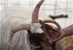 İzmir’de 4 Boynuzlu Koç