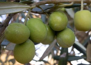 Zeytin Dalda Göründü