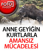 Anne Geyiğin Kurtlarla Amansız Mücadelesi