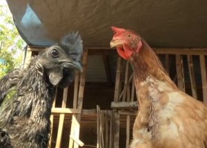 Bu Tavukların Fiyatı 5 Bin Dolar