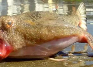 Görenleri Şaşkına Çevirdi!